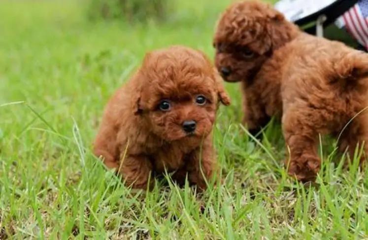 泰迪犬太胖怎么减肥,泰迪太胖了吃什么狗粮