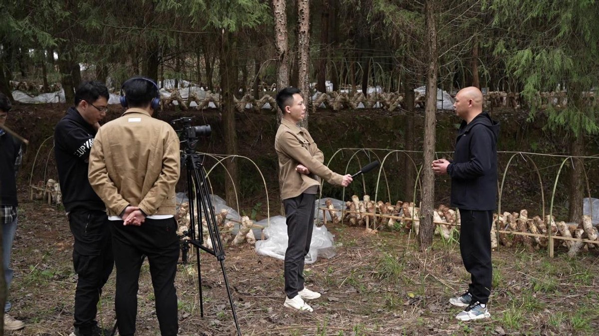 凤冈马桑菌新鲜,林下养菌致富新路