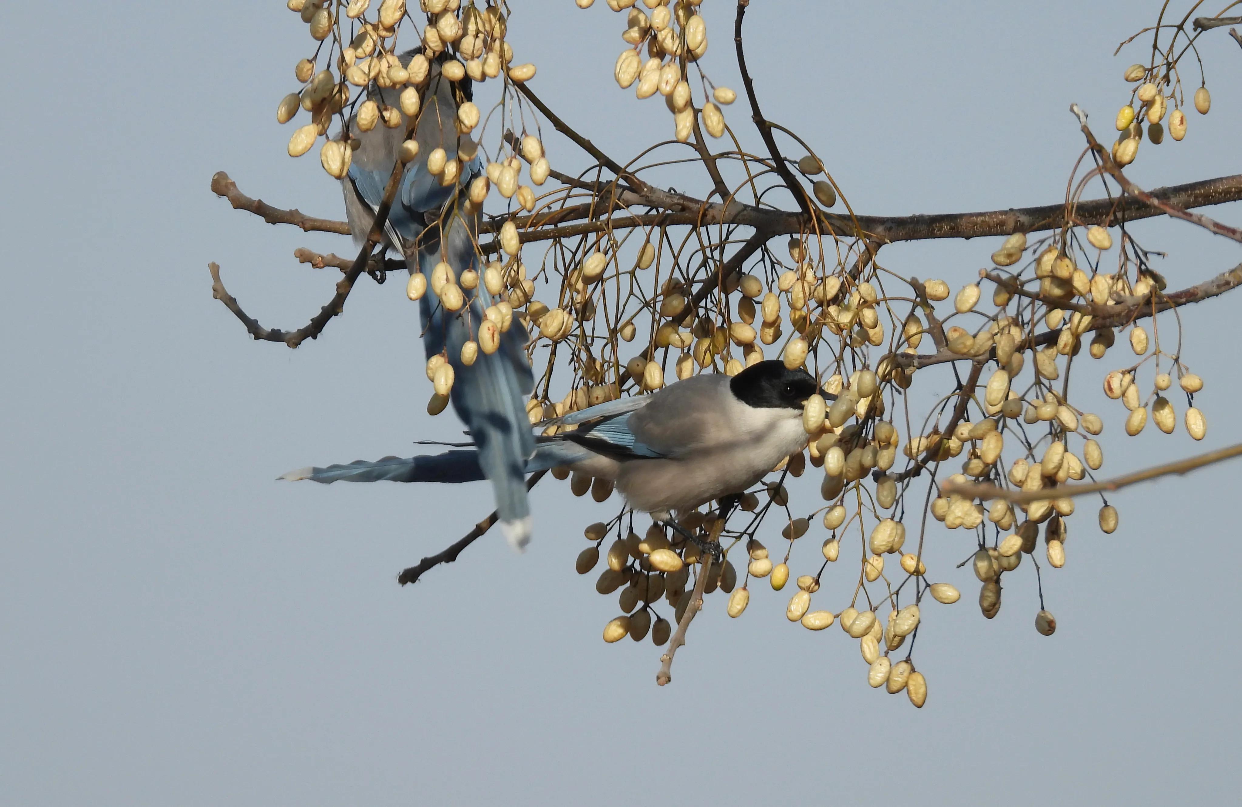 灰喜鹊冬天食物,灰喜鹊喂什么
