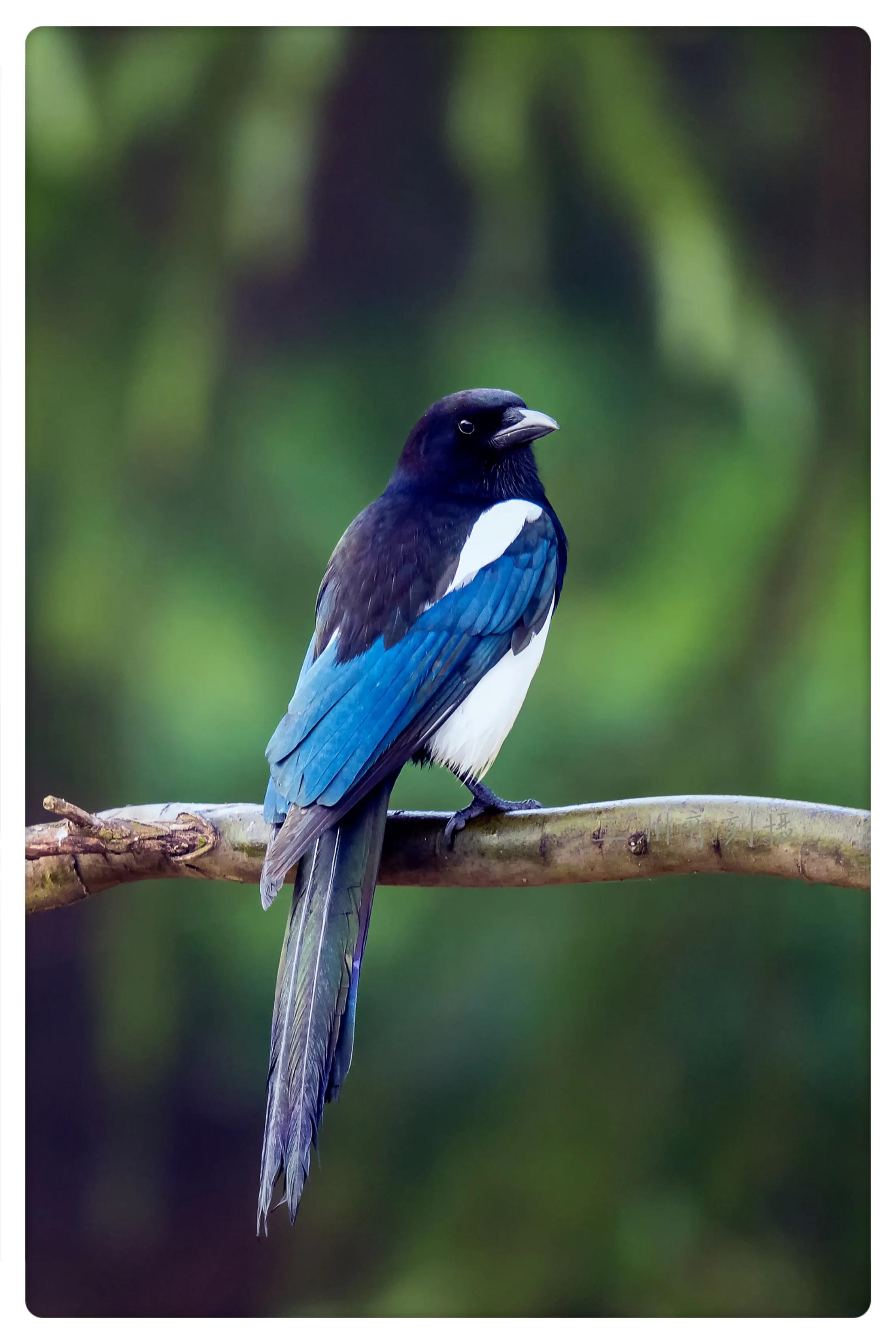 上海国际汽车城安亭,上海安亭国际汽车城