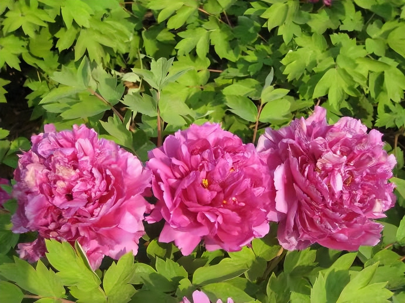 合肥好的中学招生条件,合肥高中最新招生解读