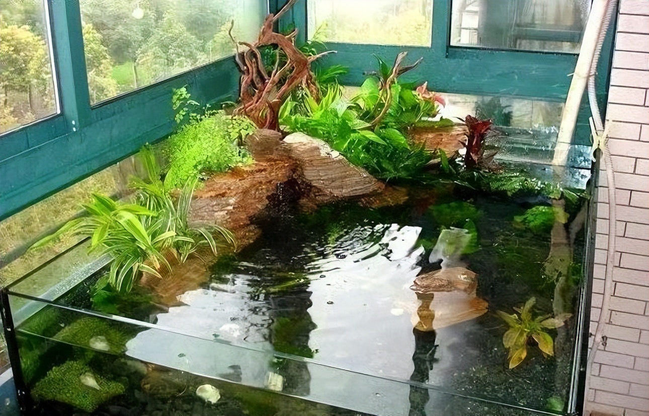 新手养龟建议养多大的呀,养龟环境越简单越好