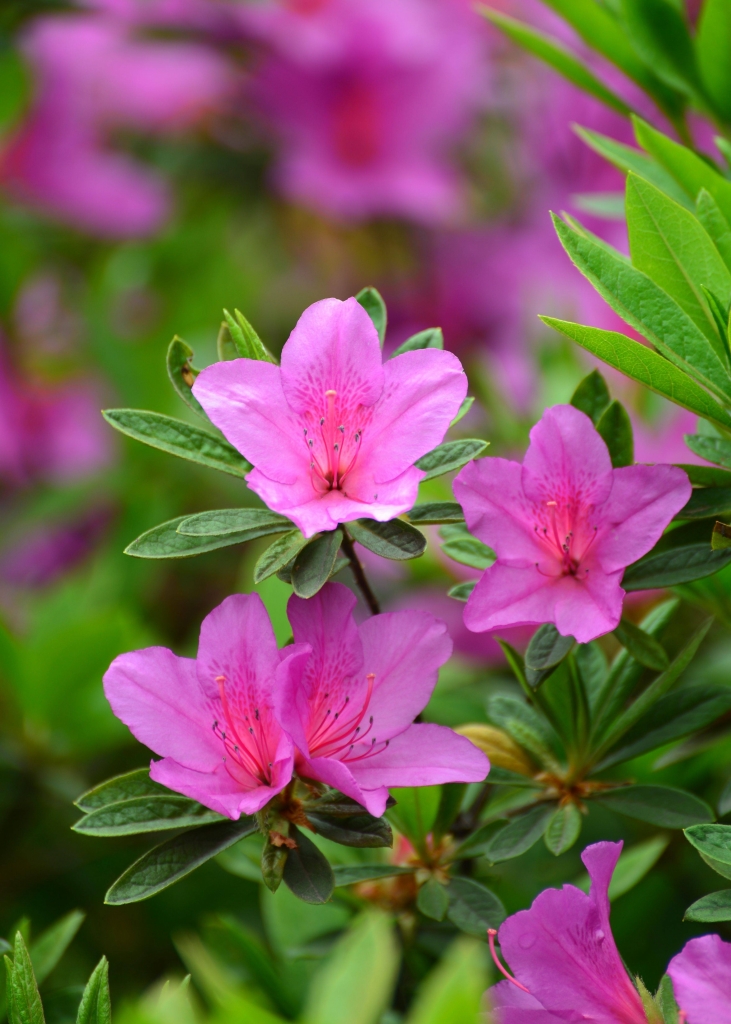 视觉盛宴五种赏花名花供您选择,春天十种最美的花介绍