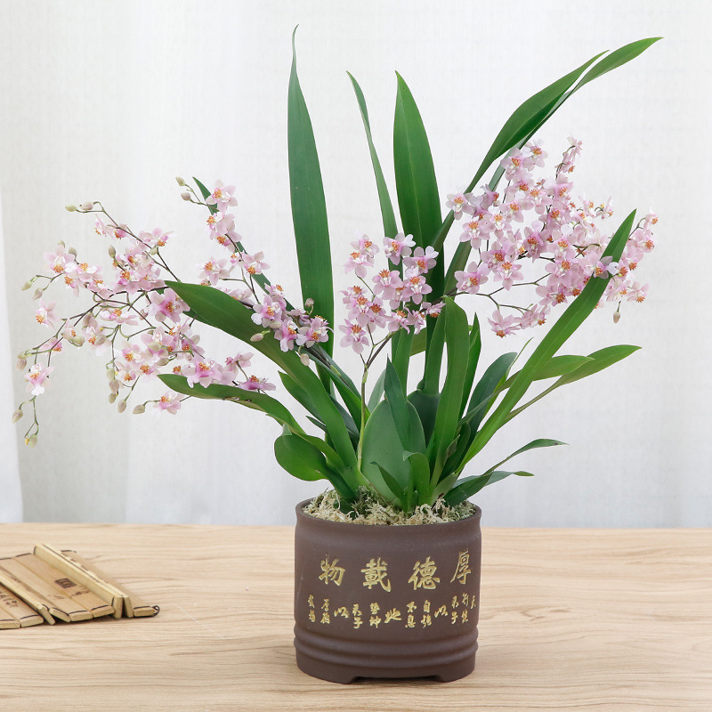 百花齐放春意浓群芳争艳,百花齐放喜迎新春