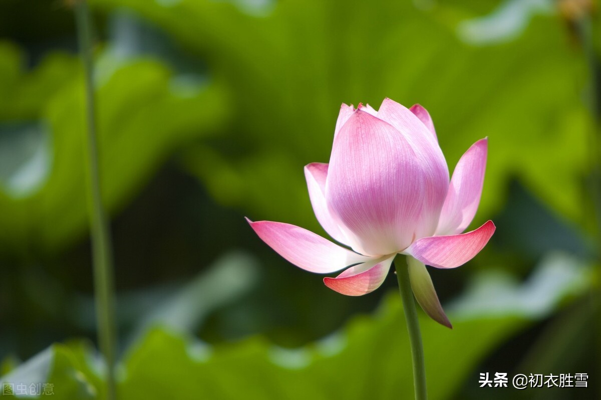 仲夏菡萏美诗七首赏读：一支菡萏瓣初张，五月初开菡萏花