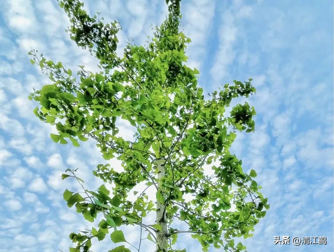 鸭掌木病害图谱及防治,鸭脚木的病害和治疗方法