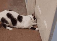 猫咪晚上总是想进卧室,猫咪大晚上总是钻沙发底下怎么办