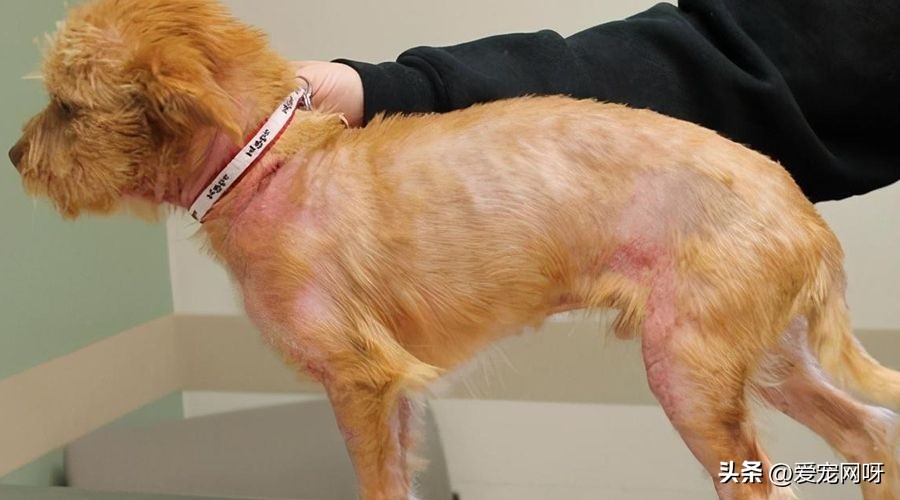 狗狗拉肚子怎么办是凉了吗,狗狗拉肚子精神差