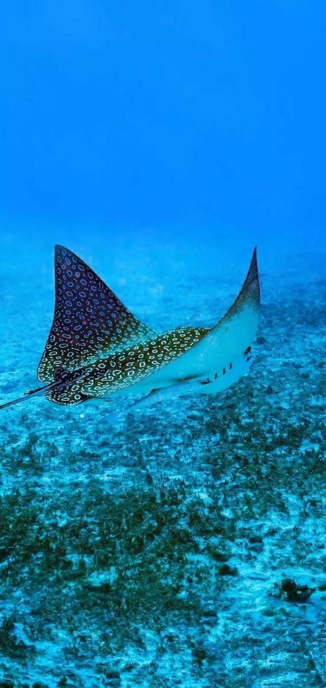 海底世界高清大图壁纸,手机动态海底世界鱼壁纸