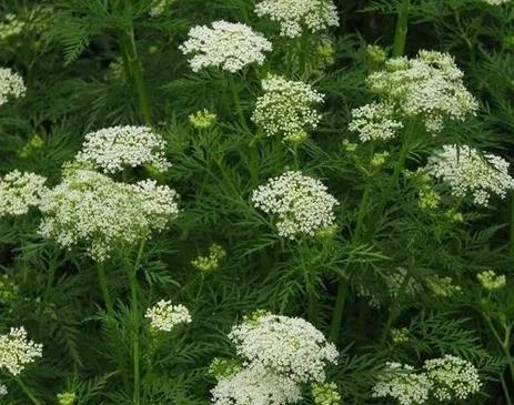 中药蛇床子的简介,中药蛇床子是治什么病的