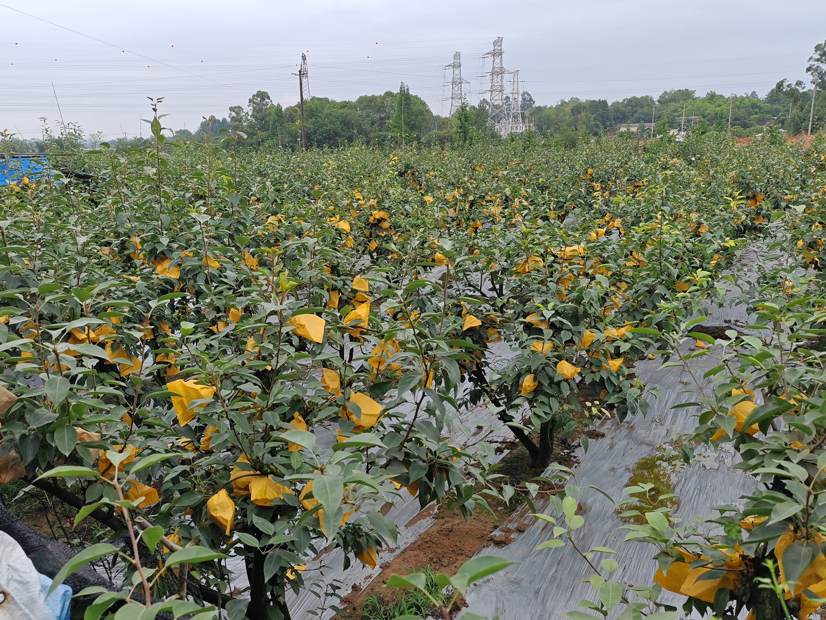 双流黄水：合作社带动种出好香梨牧马山好生态结出“幸福果”