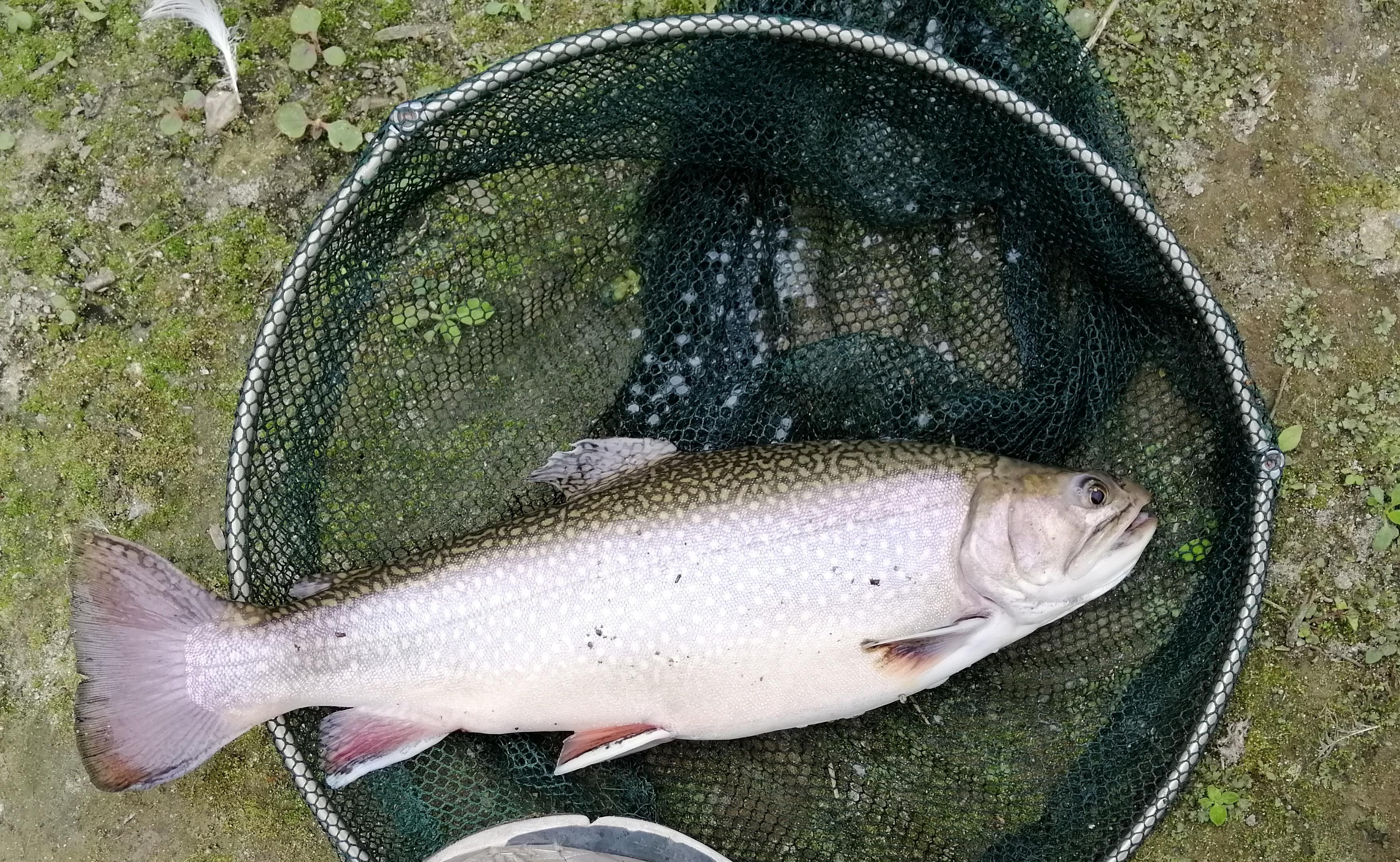 “种草”《大河恋》，解锁大虹鳟，也寻找着生命的意义