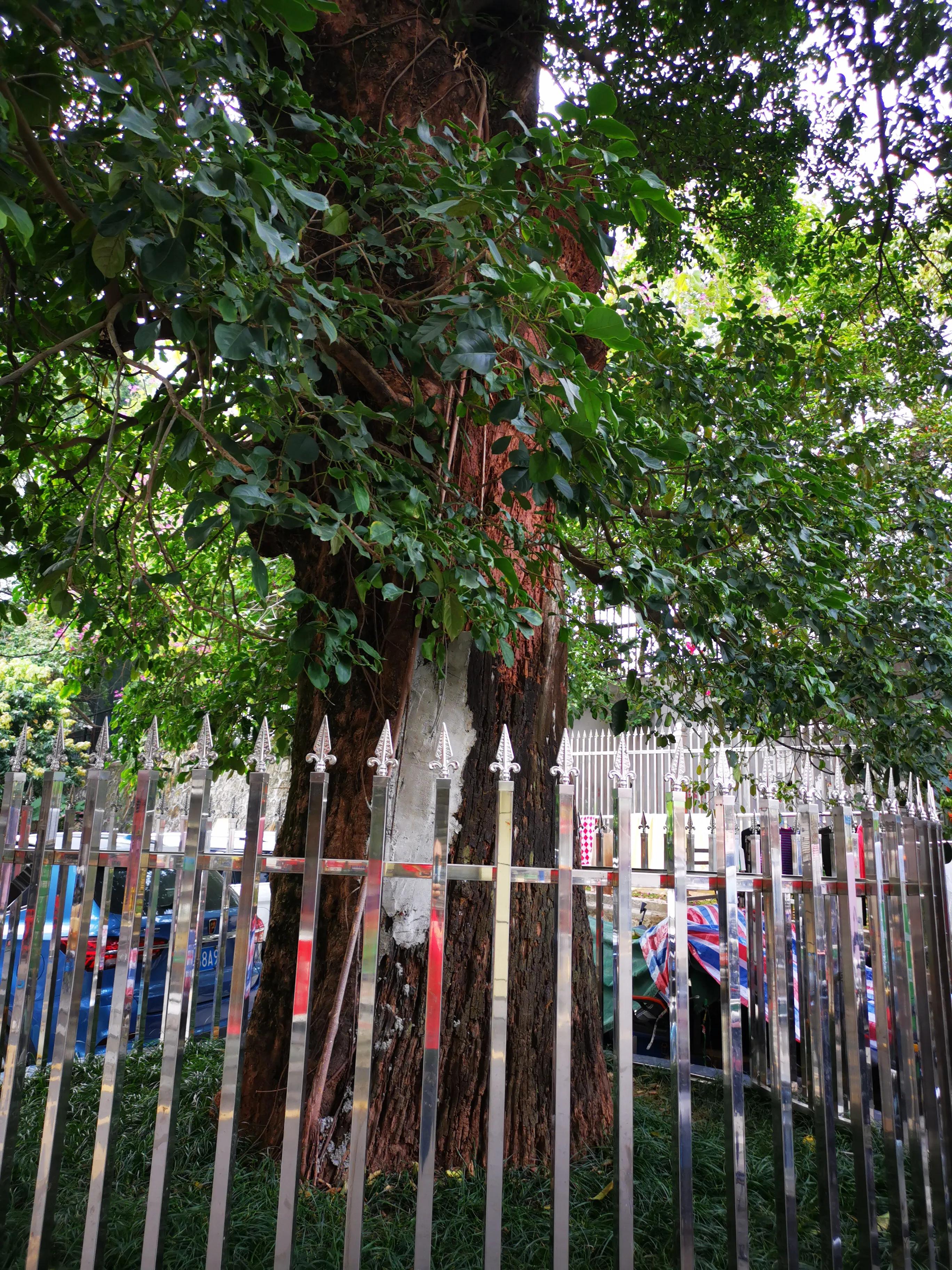 深圳塘朗村最新拆迁消息,深圳城中村真实视频