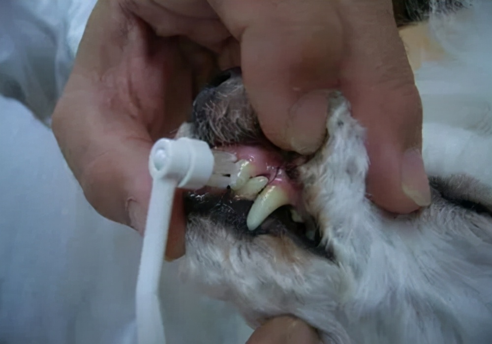 泰迪狗狗口臭用什么最见效,老年狗狗嘴臭最好解决办法