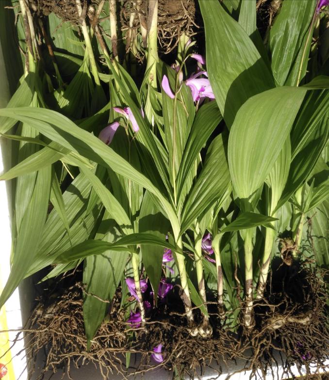 生长在小溪旁边的草,在溪水边生长的草