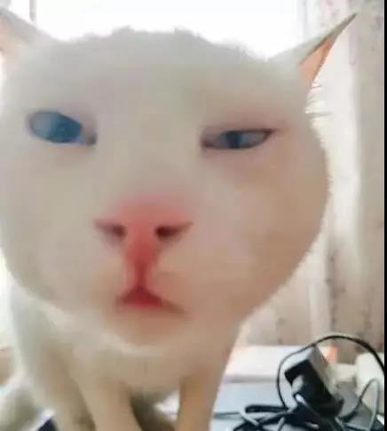 当猫猫被蜜蜂蛰了一下后,当蜜蜂蛰到狗头