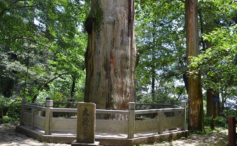 杭州旅游必去十大景点推荐一下,杭州看花好去处杭州网红景点