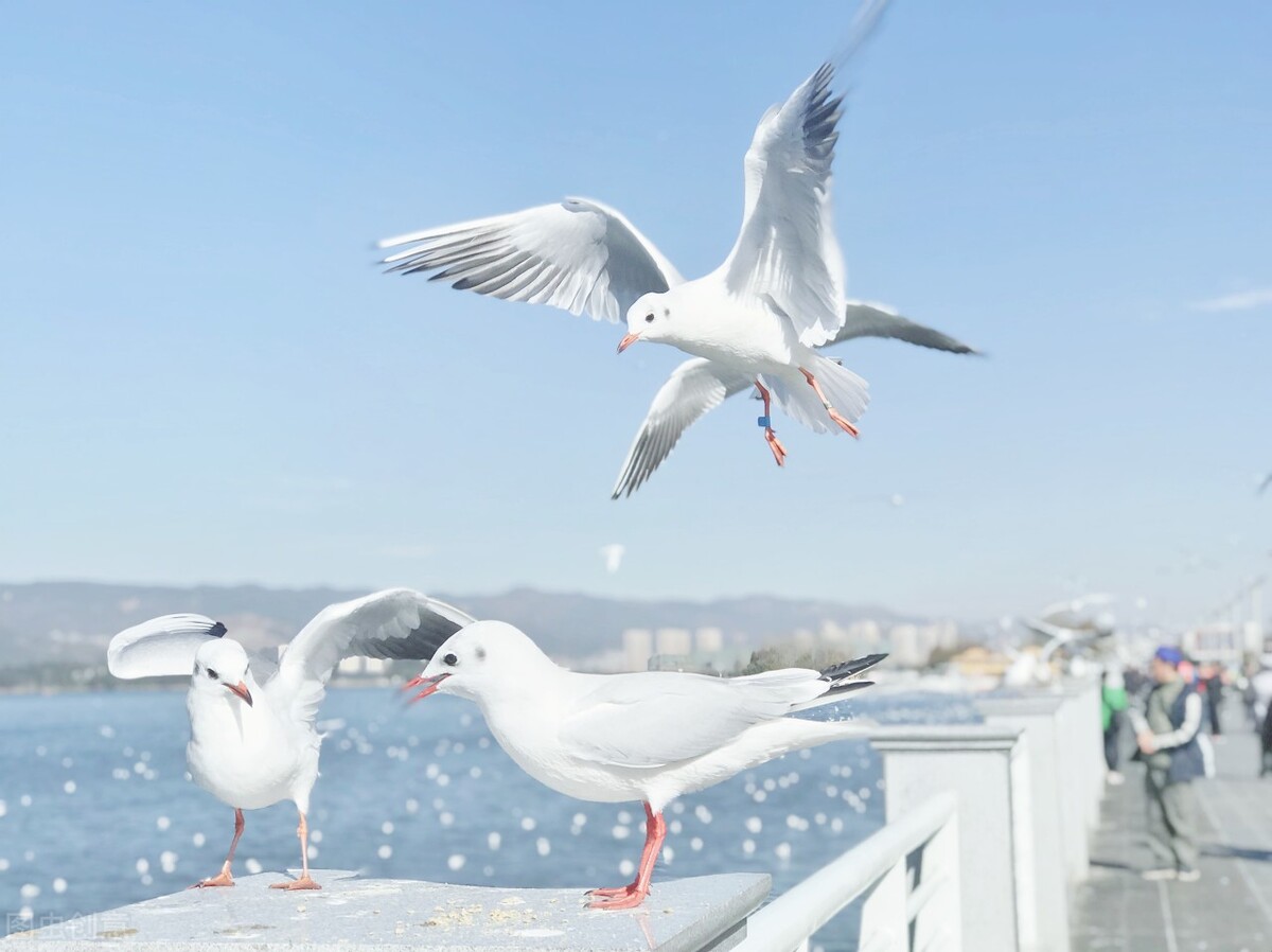 十首古诗离愁,十首最典型的悲秋诗词