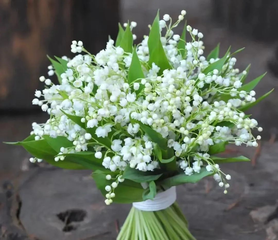 铃兰花怎么养护,铃兰花的养护小技巧