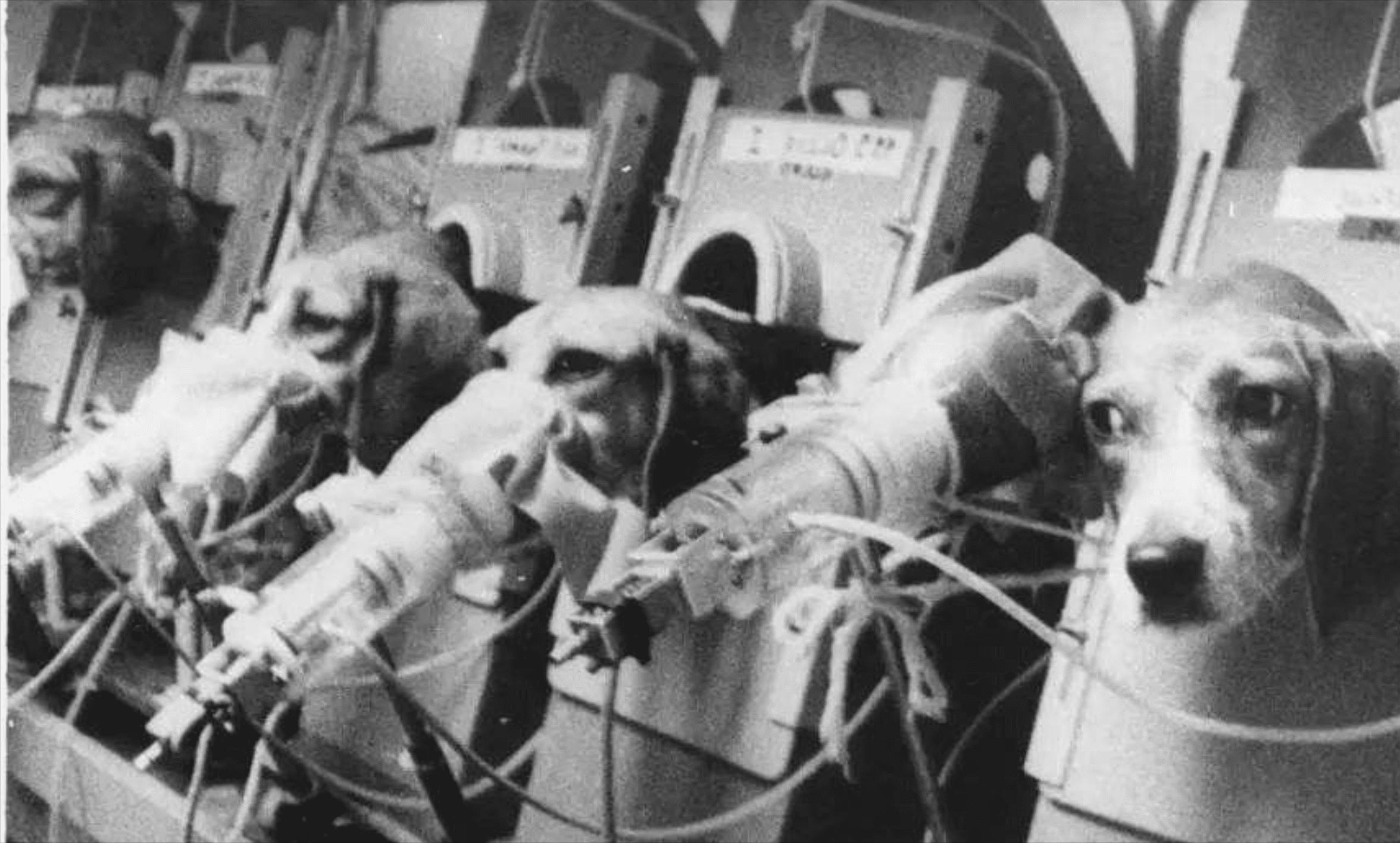 吸烟有害吗？英国*草烟**公司用48只狗做实验，三年每天抽100根烟