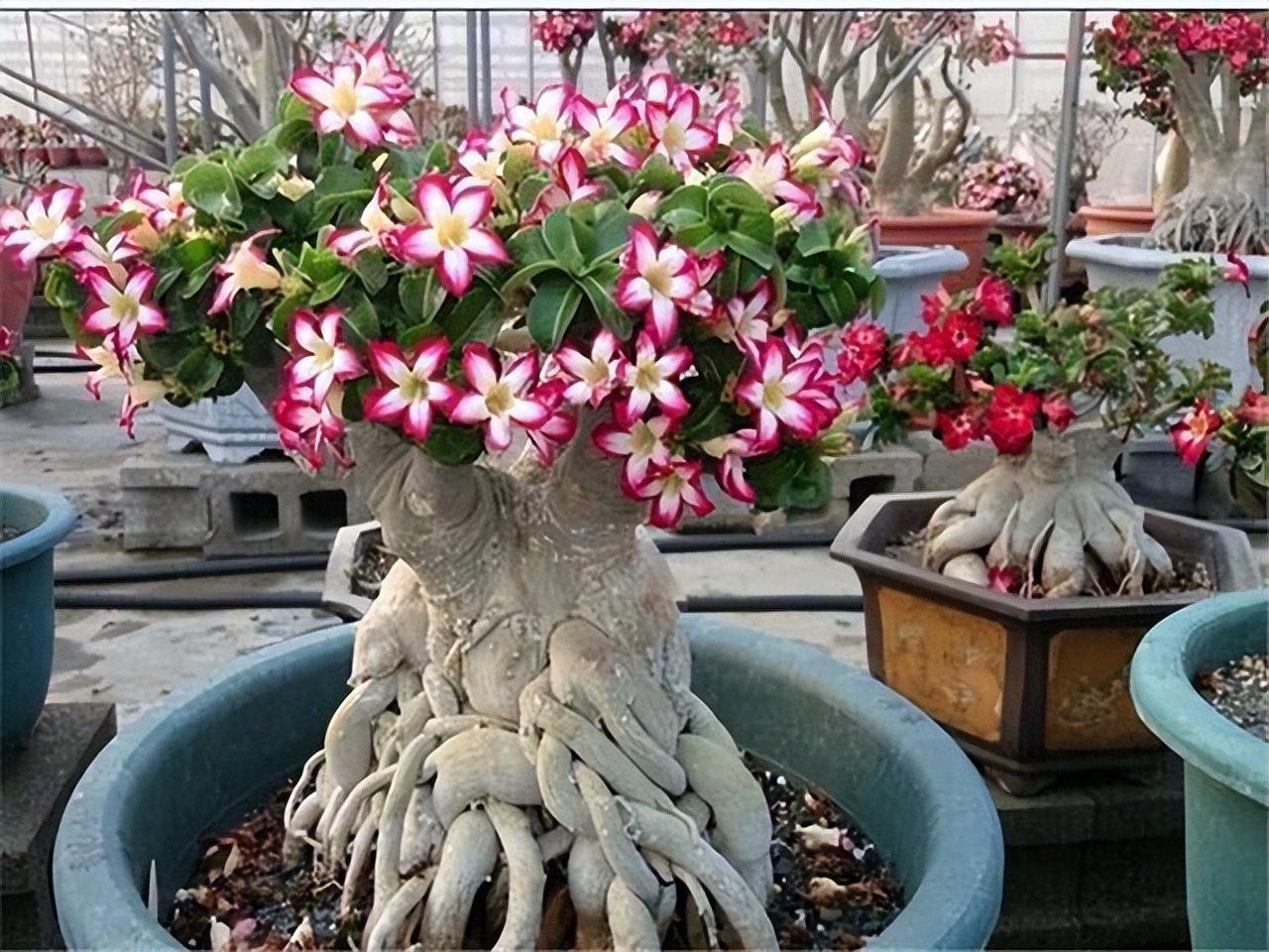 5种富贵花,7种家养富贵花