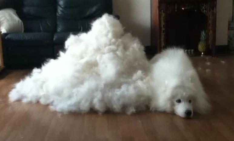 萨摩耶掉毛过程,萨摩耶铲屎官完整版