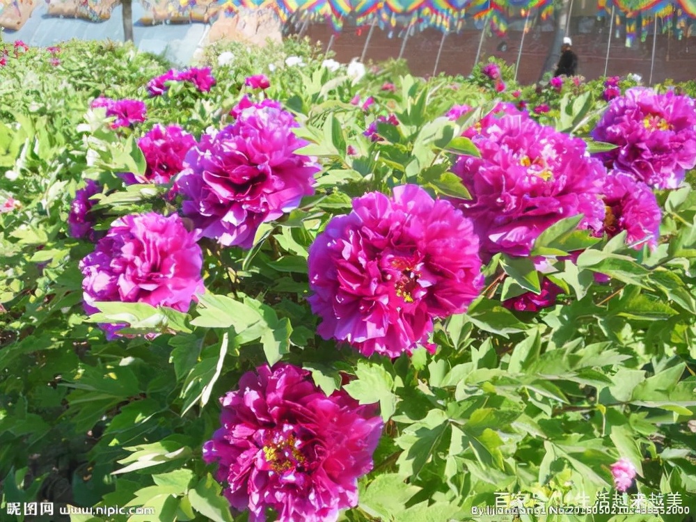 牡丹为什么被称为中国的国花,为什么牡丹能成为中国的国花