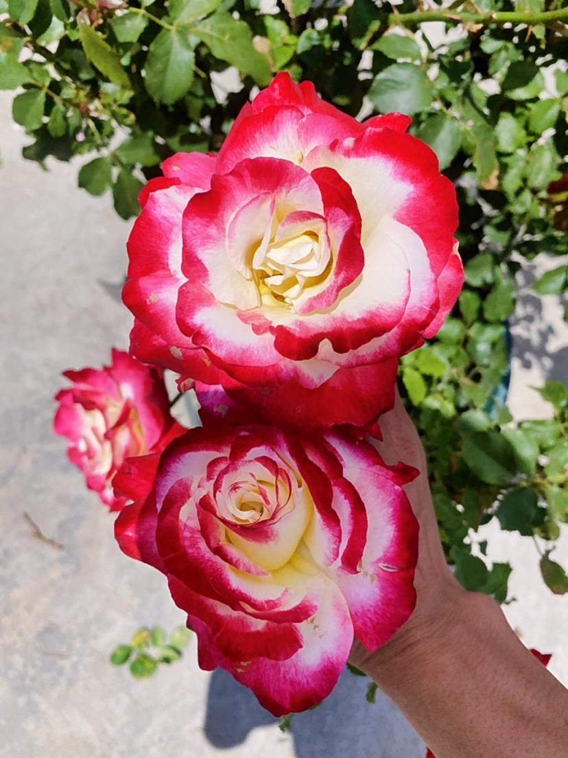 涨势强一年四季开花的月季,月季特大花苞