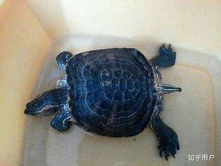 给养龟新手的一点点小建议,选择宠物龟时常被忽略的三个重点