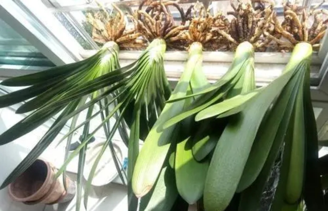 君子兰换盆注意事项及管理,在给君子兰换盆时你的方法正确吗