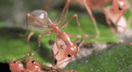 西双版纳黄猄蚁,勐远仙境丛林探险