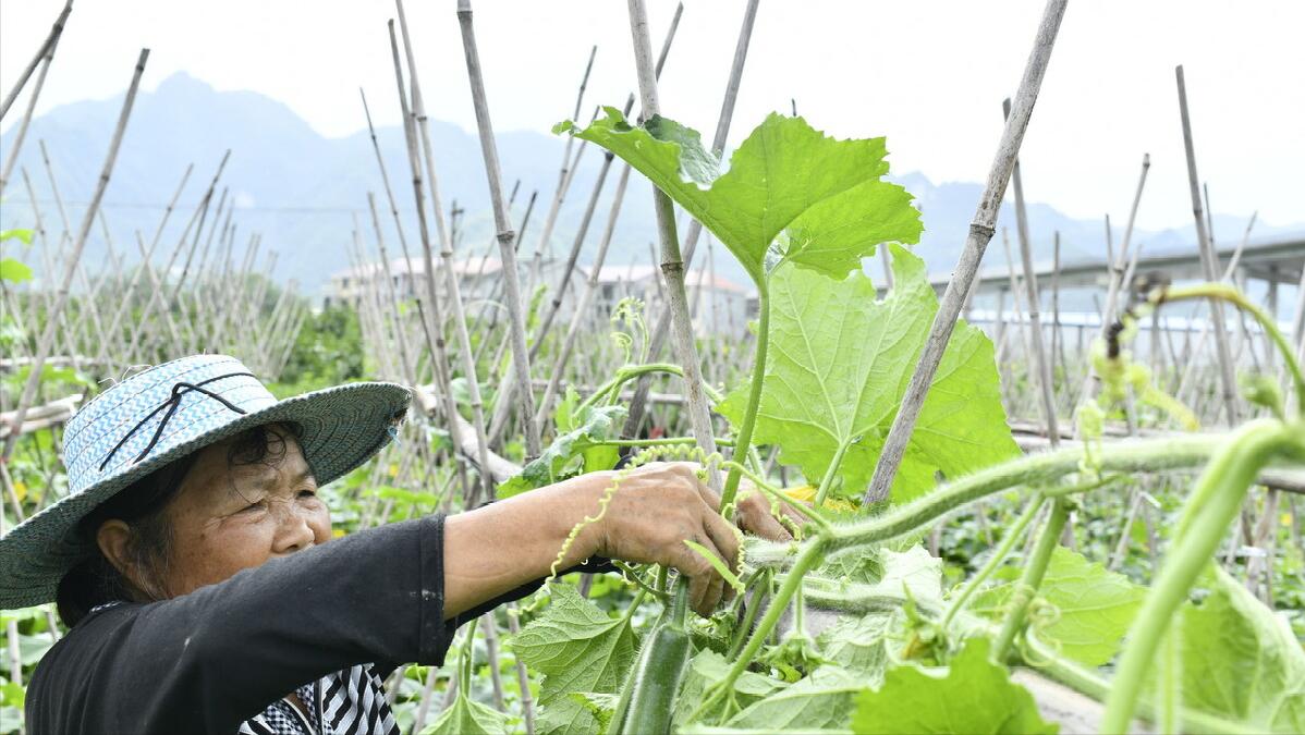 合作社补贴2023年政策有多少,合作社补贴2023年政策怎么申请