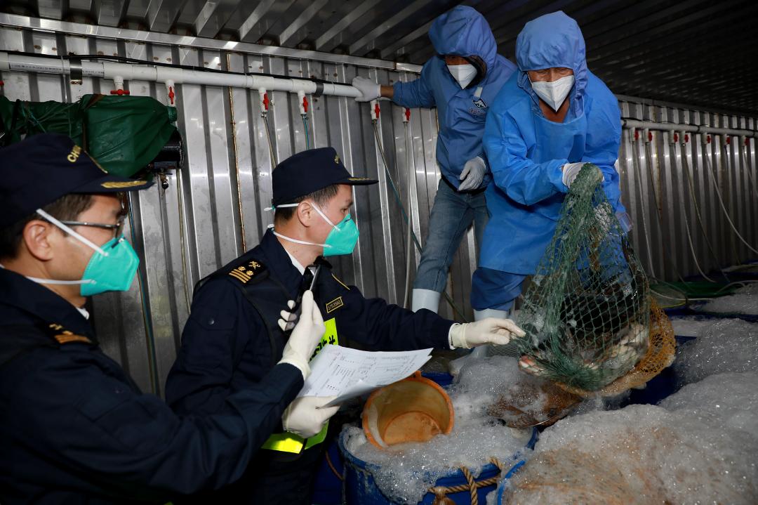澳门的年味有多浓抖出新年味,国门之春国门上的别样年味
