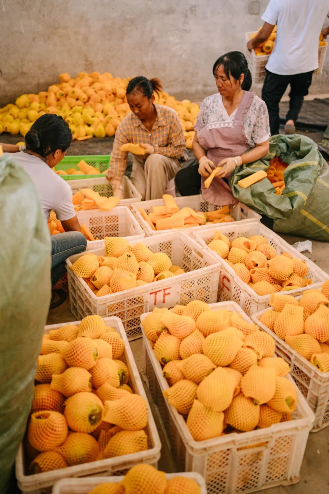 云南红河富民石榴,云南红河薄皮石榴