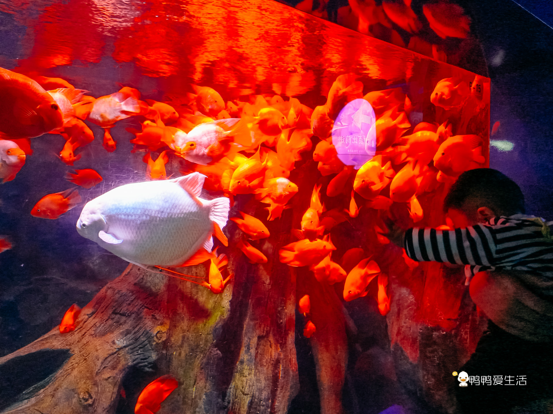 厦门鼓浪屿海底世界的抹香鲸,厦门鼓浪屿亲子旅游攻略