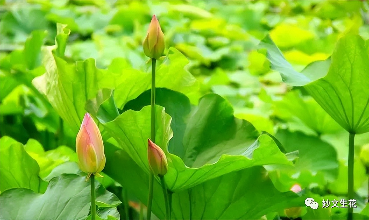 酸甜苦辣咸这才是完美的人生,酸甜苦辣咸都是人生的滋味