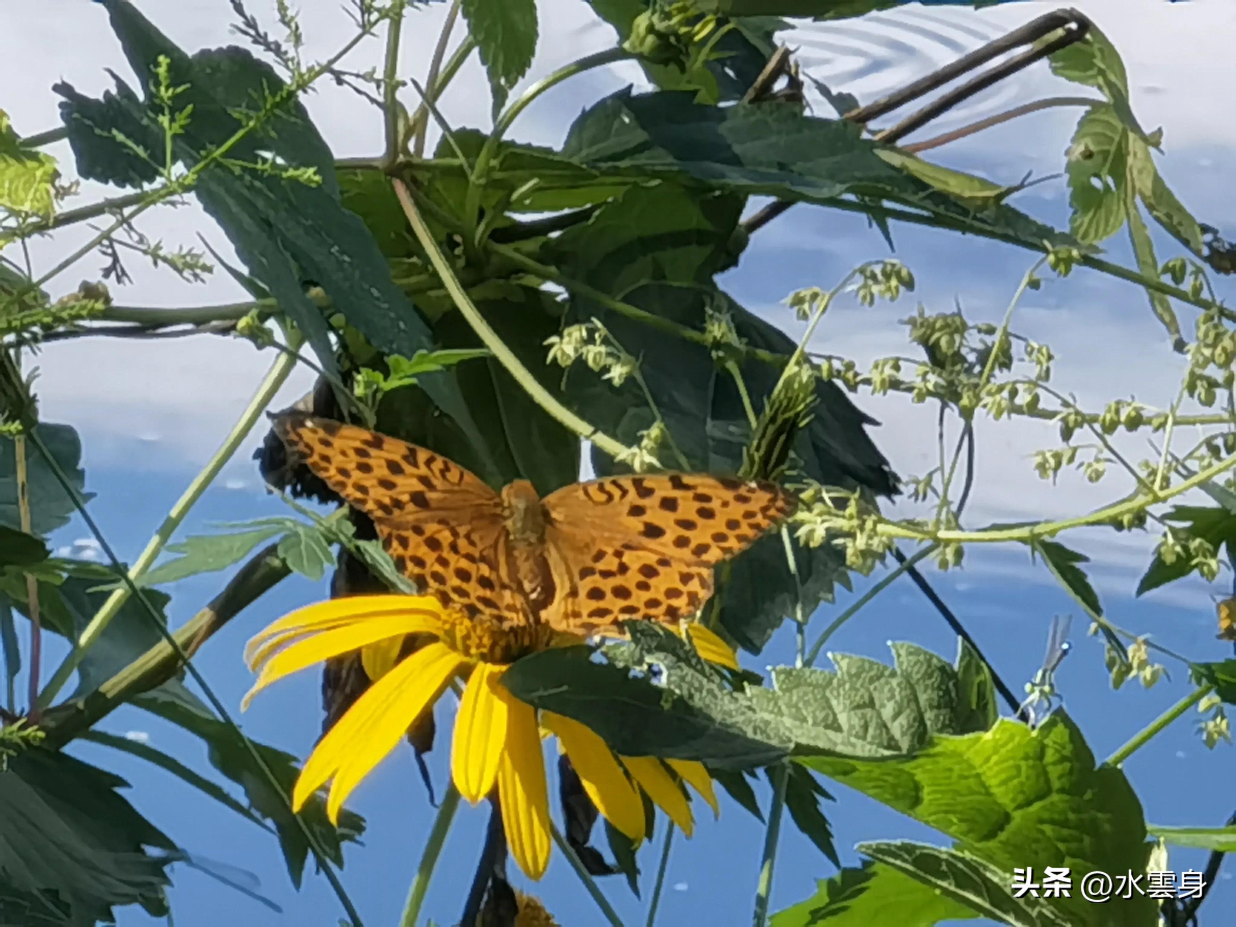 京郊赏花自驾游线路推荐,京郊免费景点一日自驾游路线攻略