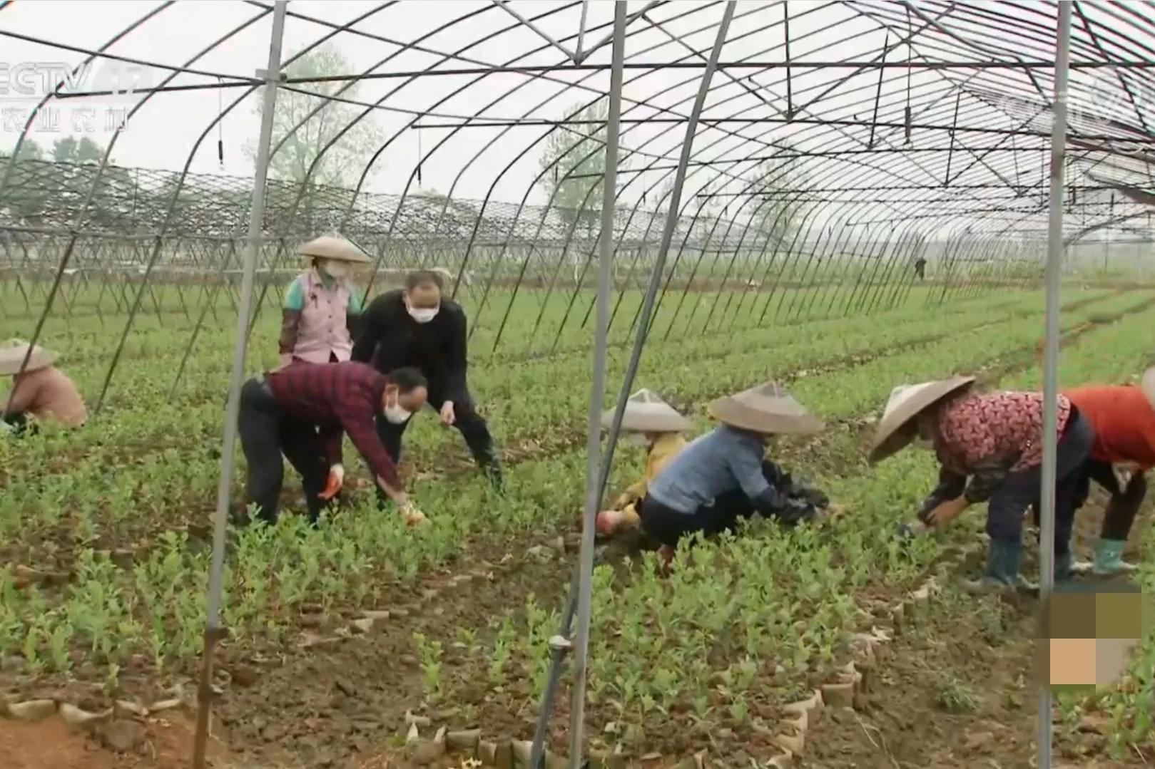 湖南种油茶致富,湖南90后小伙回乡种油茶