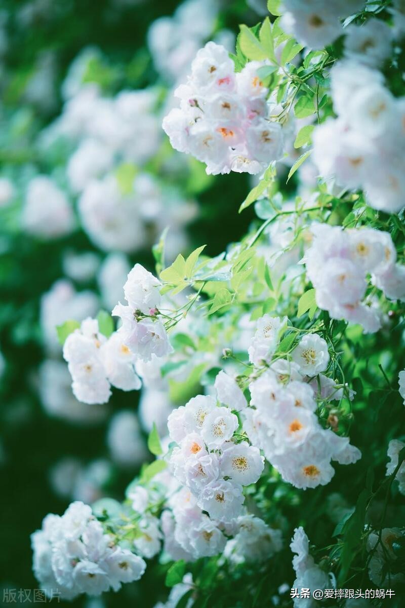 生如夏花灿烂的时候,生如夏花绚烂绽放歌曲视频