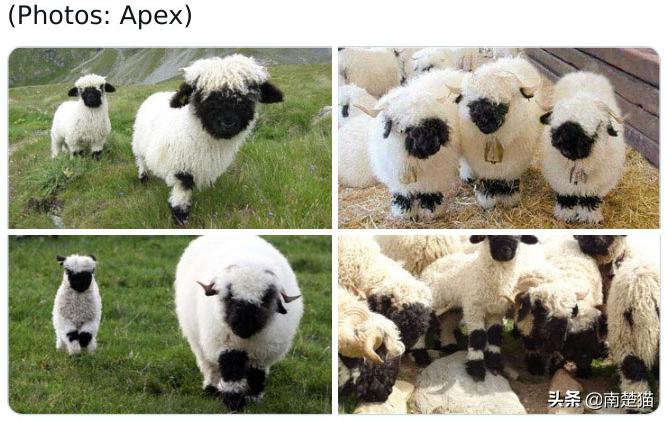 分享各种各样的动物,保证你没见过的20种新动物