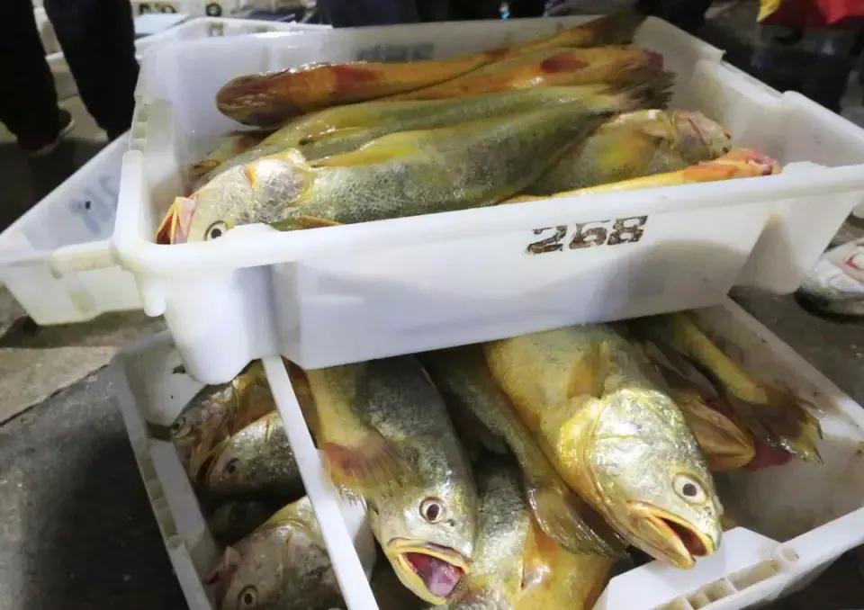 宁海渔民在象山捕到野生大黄鱼,台州渔民捕获近5斤重野生大黄鱼