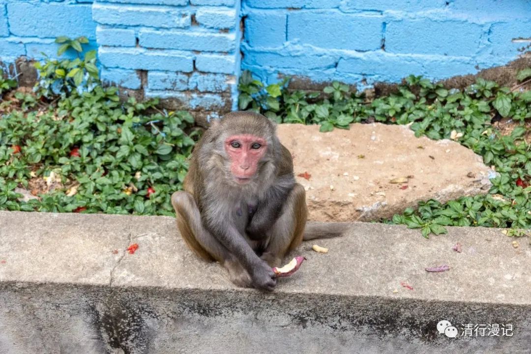 海南南湾猴岛天气预报,海南南湾猴岛