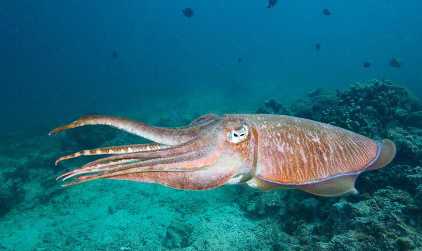 乌贼和章鱼有什么区别深海生物,南极深海3000米神秘巨型章鱼生物