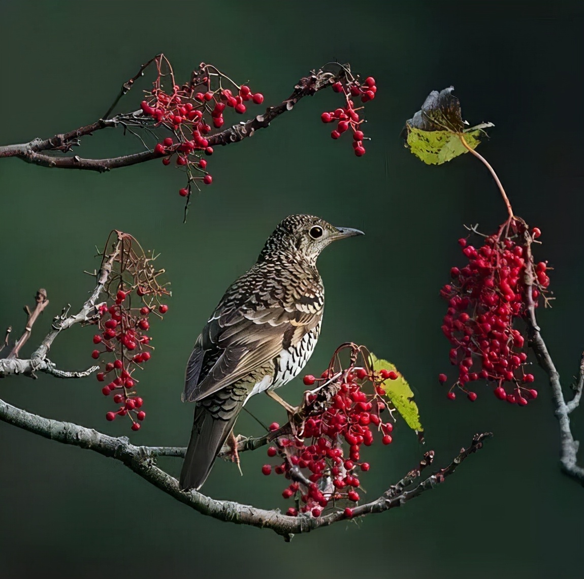 羽色最绚丽的鸟图片,鸟类雨后飞翔照片