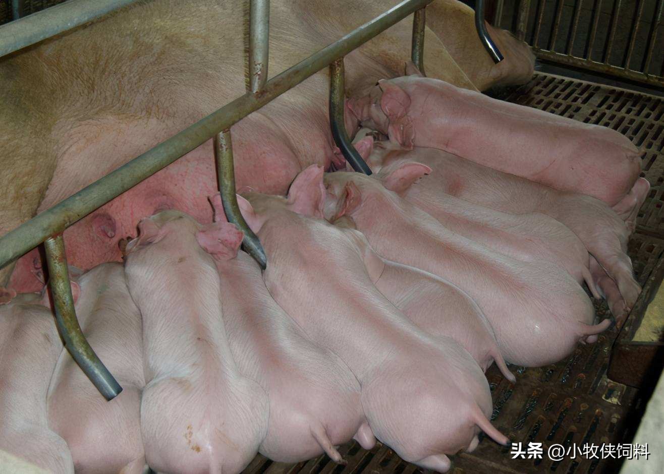 仔猪拉黄色稀屎怎么回事,仔猪拉黄屎是怎么回事