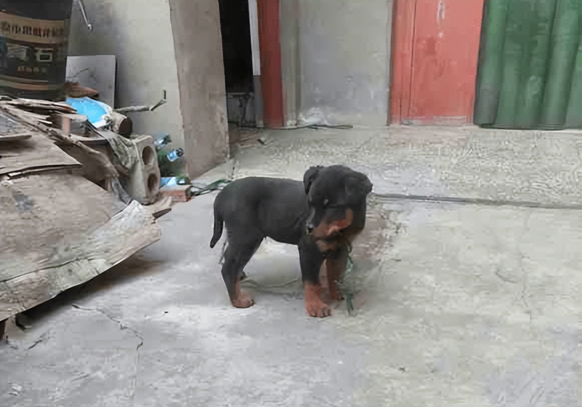 小狗没精神不吃东西往外跑,小狗快不行为什么总往外跑