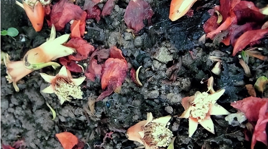 软籽石榴落果里面有种子吗,突尼斯软籽石榴落花落果