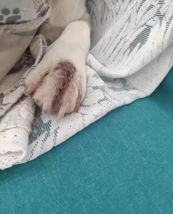 狗狗趾间炎严重溃烂红肿怎么办,接触狗狗后皮肤瘙痒有红疙瘩