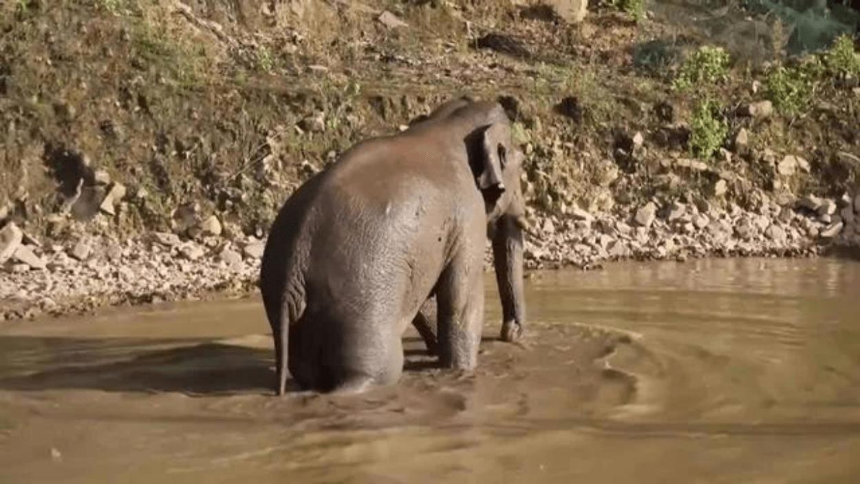 为什么动物喝脏水没事而人类有事,为什么野生动物可以喝泥巴水