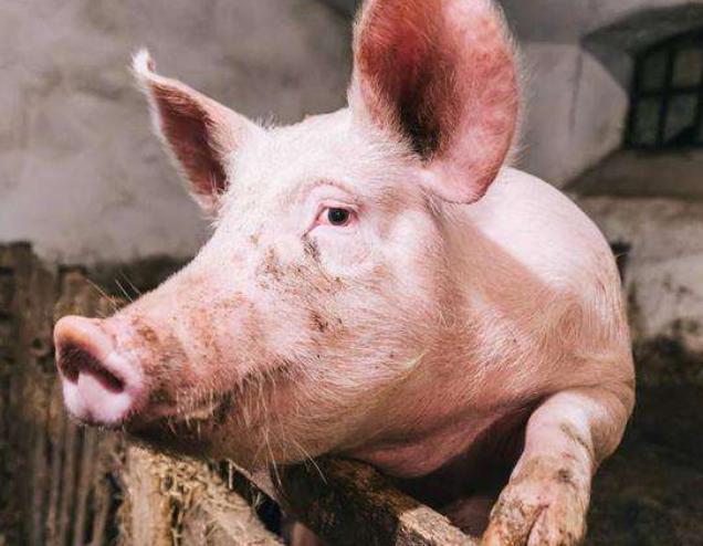 猪拉血便有什么症状,猪拉血便身上有血点是什么病